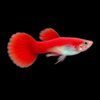 Guppy Flamingo Full Red