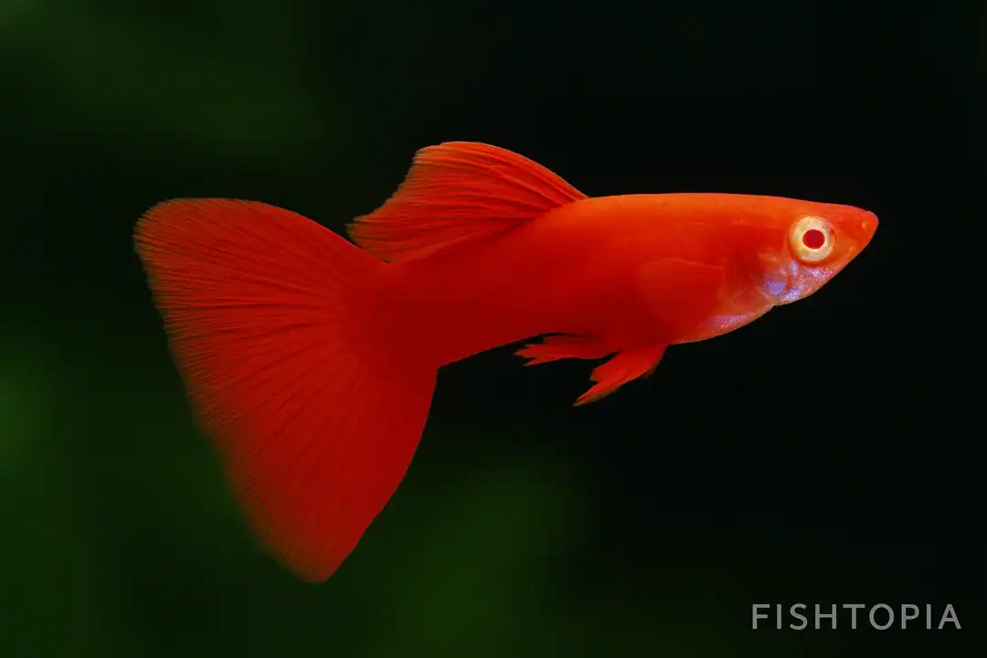 Poecilia reticulata - Guppy Full Red Albino