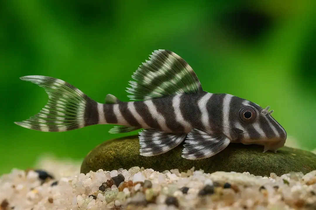 L 450 Hypancistrus sp. Santarem - Harnischwels