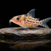 Corydoras Punctatus