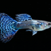 Blue Mosaik Guppy