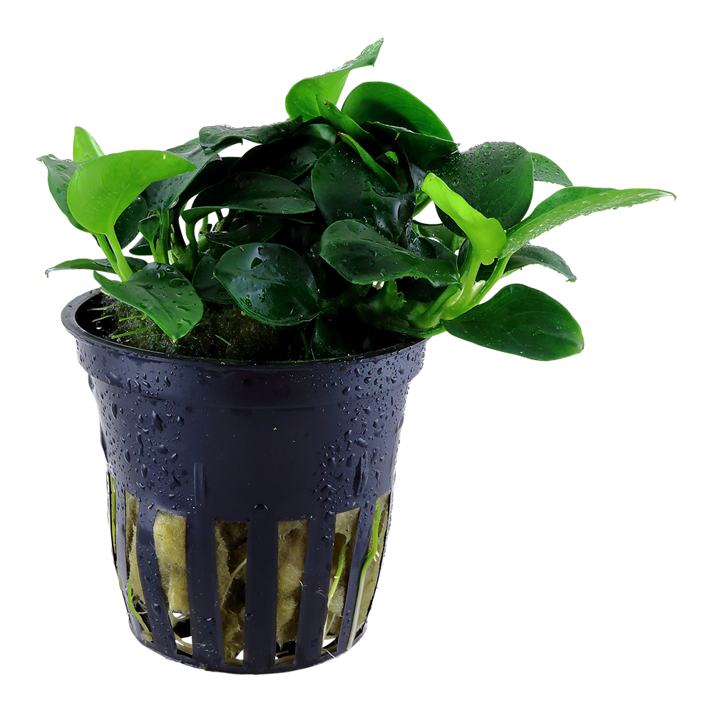 Anubias barteri var. nana 'Bonsai'