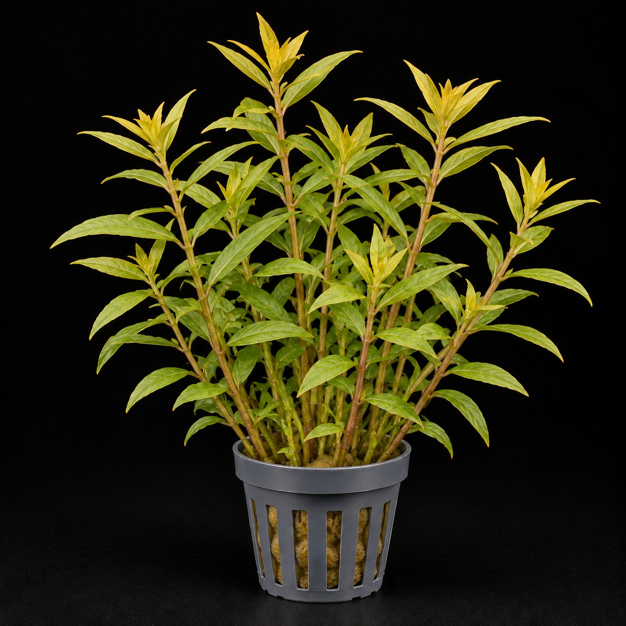 Ammannia pedicellata Golden