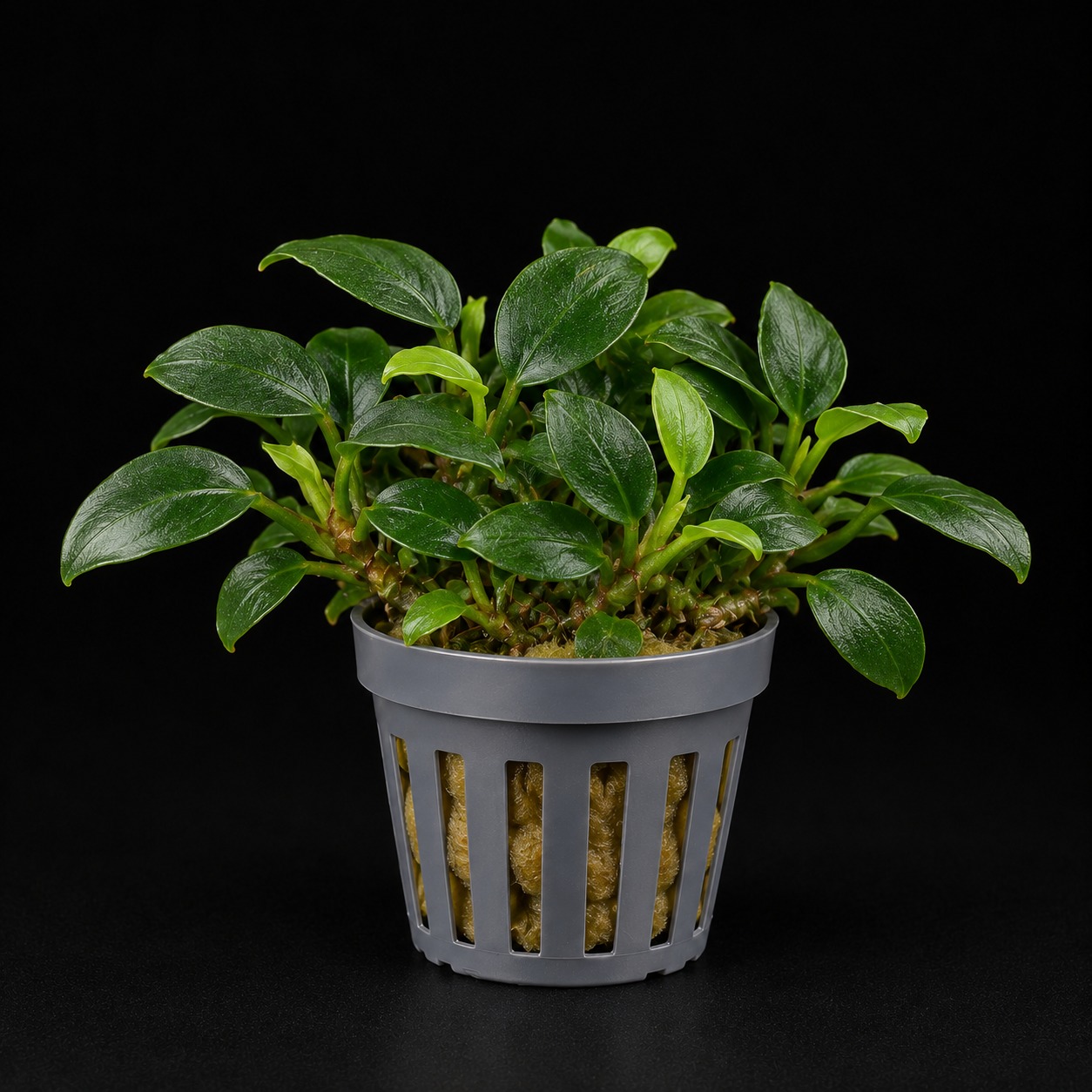 Anubias barteri var. nana 'Bonsai'