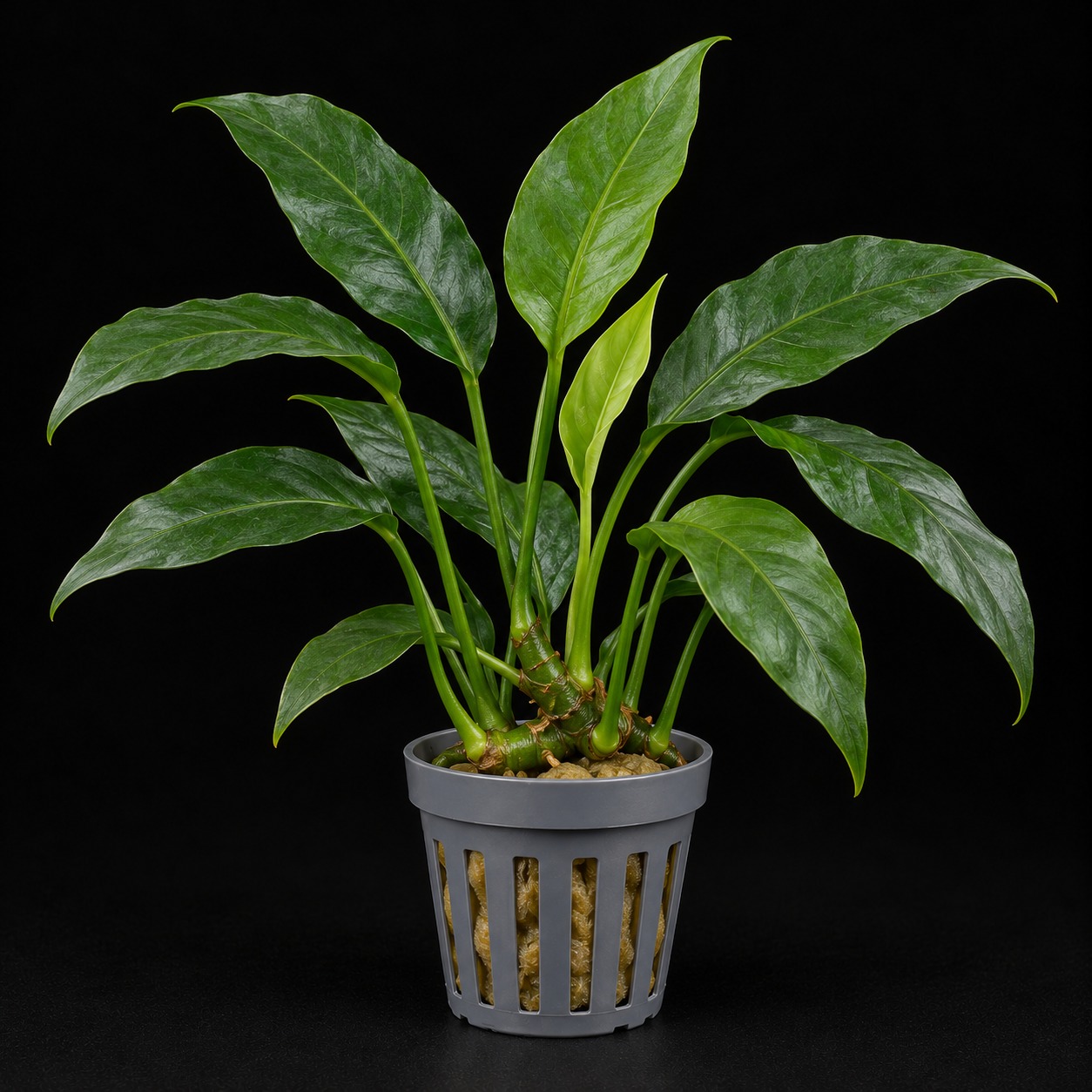 Anubias barteri var. glabra