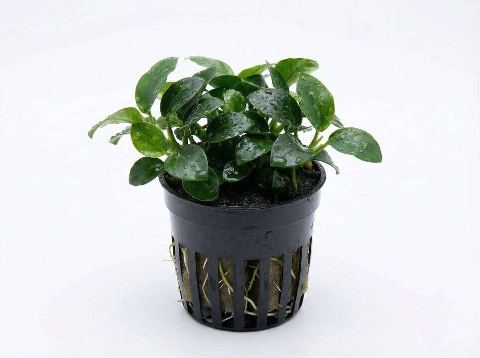 Anubias nana Bonsai Petite- Kleinstes Zwergspeerblatt – Bild 2