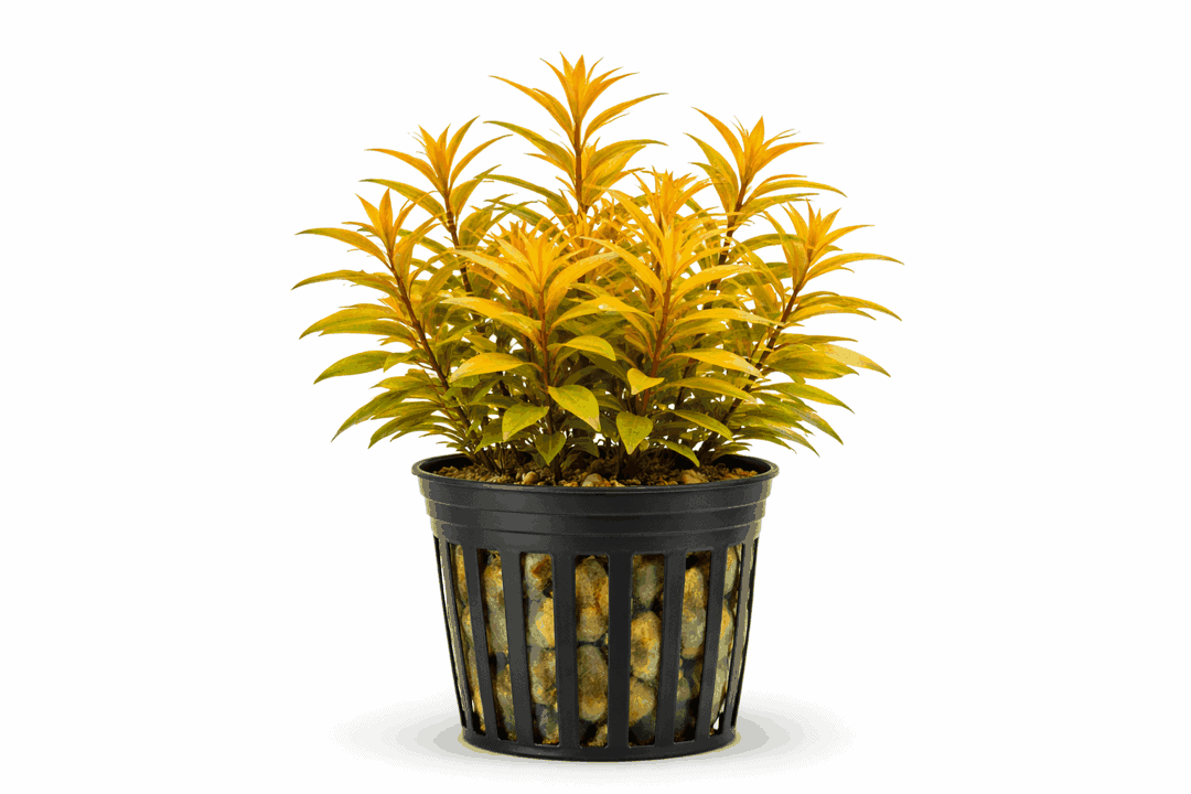 Ammannia pedicellata Golden - Gestielte Nesaea – Bild 2