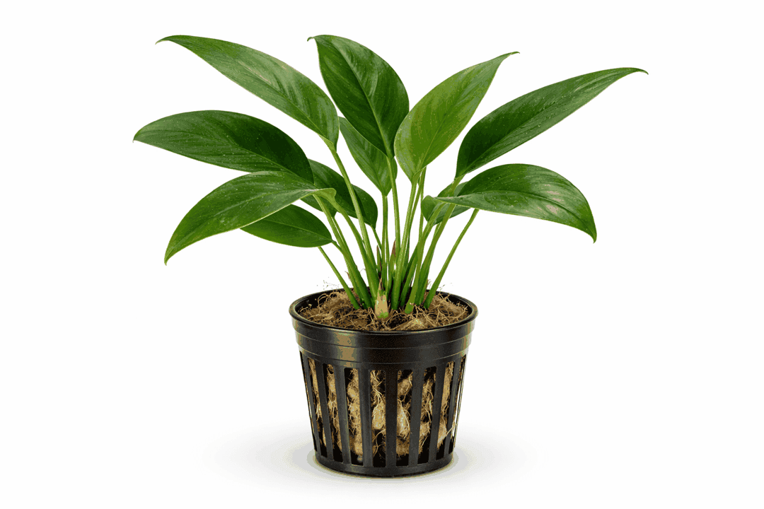 Anubias barteri var. glabra - Kahles Speerblatt – Bild 2