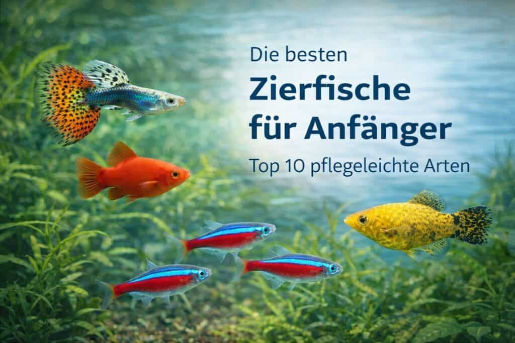 zierfische für anfänger