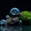 Blaue Posthornschnecke