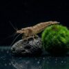 Sulawesi Algengarnele