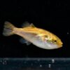Goldener Kugelfisch