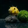 Yellow Fancy Geweihschnecke