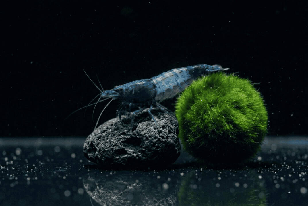 Blue Carbon Rili Garnele