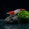 Red Rili Garnele