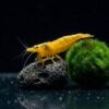 Yellow Fire Garnele