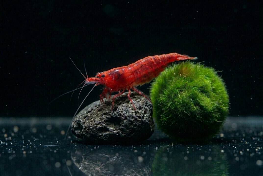 Neocaridina davidi