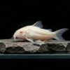 Metallpanzerwels Albino