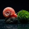 Rote Posthornschnecke