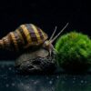 Pinselalgenschnecke