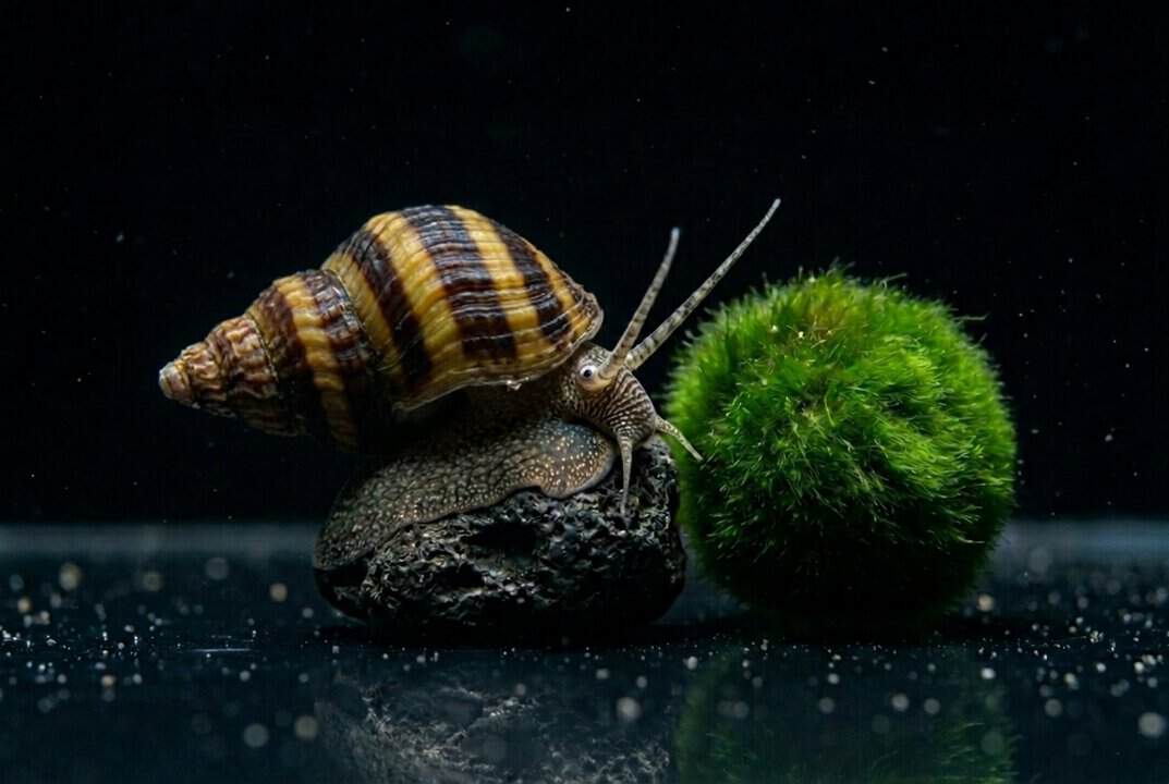 Pinselalgenschnecke