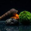 Tylomelania sp. Orange