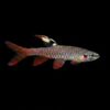 Spritzsalmler