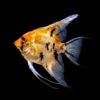 Gold Koi Skalar