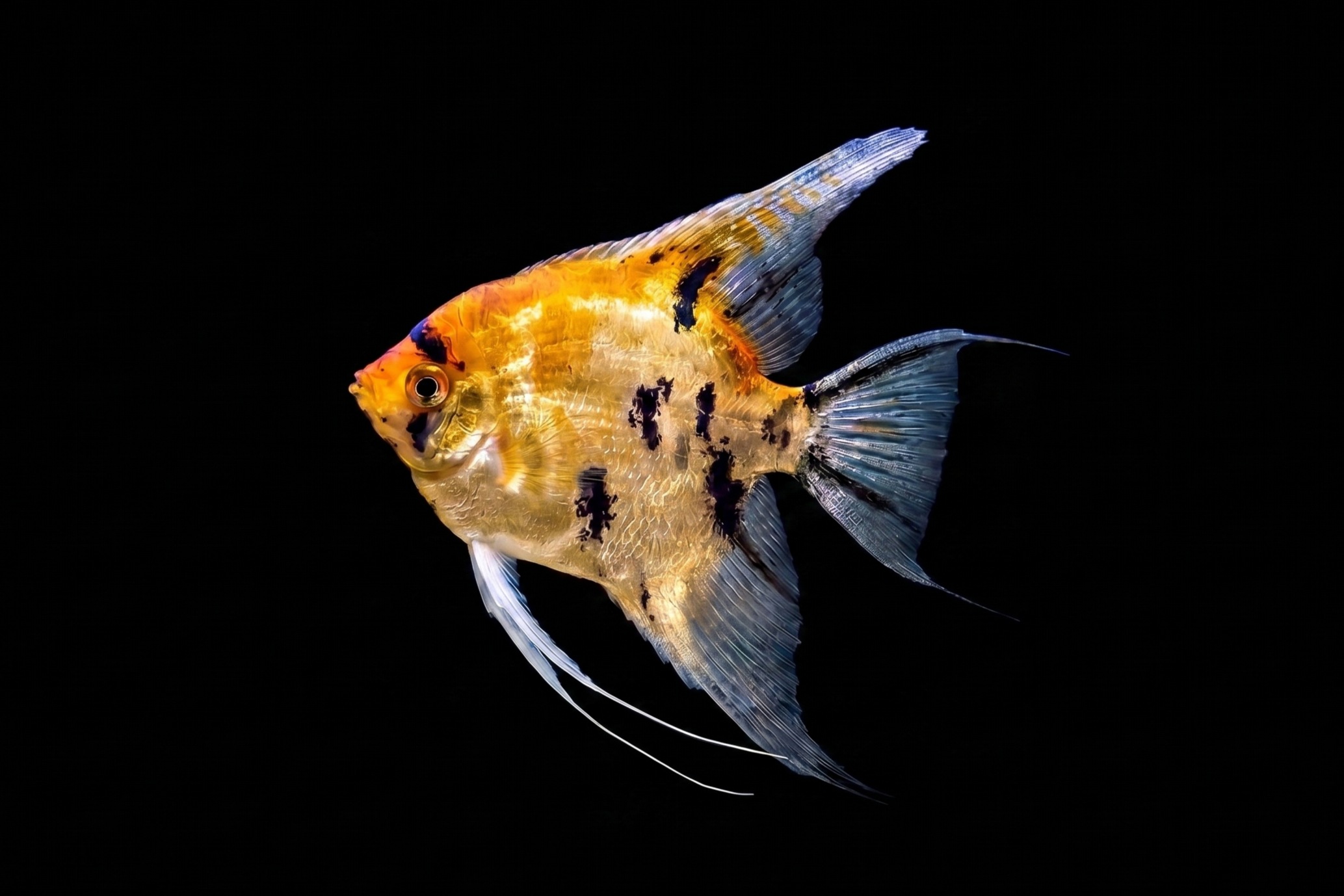 Gold Koi Skalar