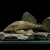 L418 Green Royal Pleco
