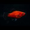 Platy Wag Tail rot
