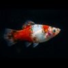 Platy weiß rot calico