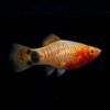 Platy Bleeding Heart