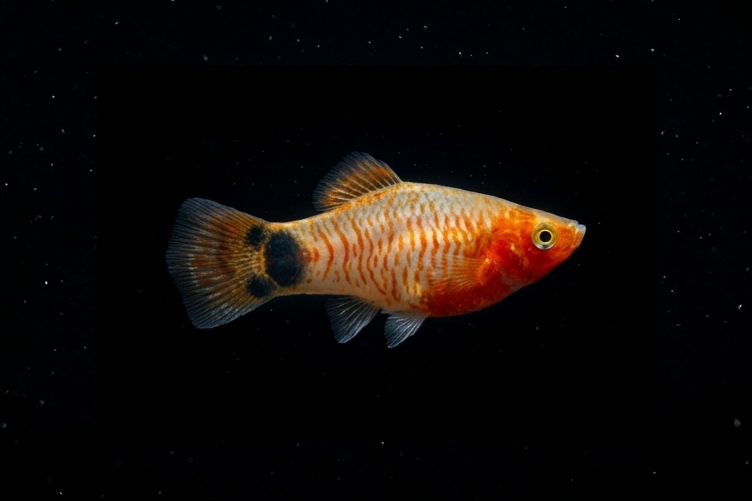 Platy Bleeding Heart