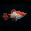Platy Micky Mouse rot weiß