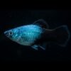 Platy Blau Neon Tuxedo