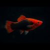 Platy Red Tuxedo