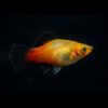 Sunset Wagtail Deutschland Platy