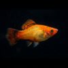 Papageienplaty
