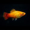 Papageienplaty Hawaii