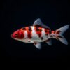 Koi Karpfen