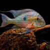 Geophagus sveni Rio parana